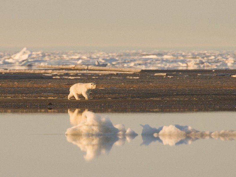 polar_bear_in_the_Arctic